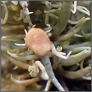Biatoropsis hafellneri