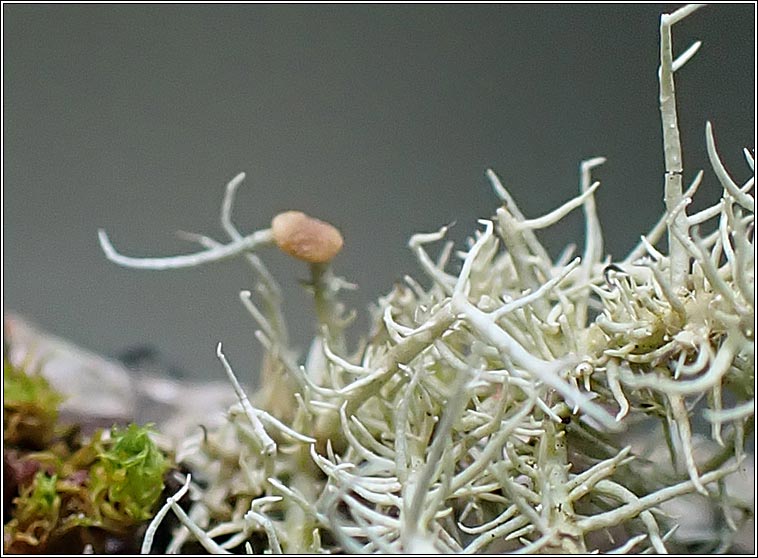Biatoropsis hafellneri