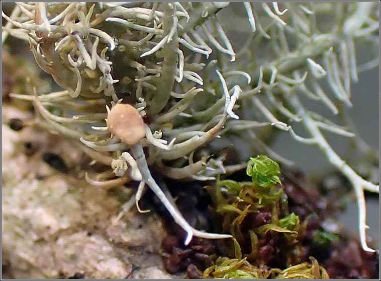 Biatoropsis hafellneri