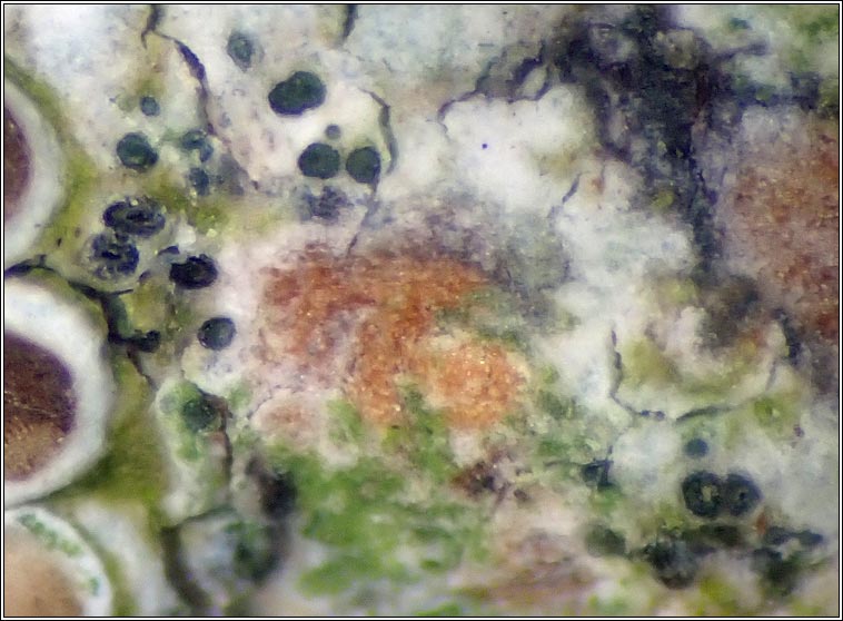 Skyttea lecanorae