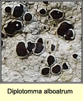 Diplotomma alboatrum