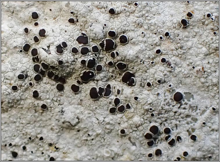 Diplotomma alboatrum