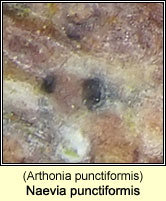 Naevia punctiformis, Arthonia punctiformis