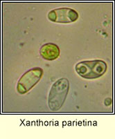 Xanthoria parietina, spores