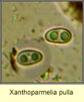 Xanthoparmelia pulla, ascospores