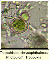 Teloschistes chrysophthalmus, photobiont