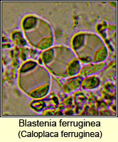 Caloplaca ferruginea, spores