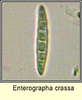 Enterographa crassa, spore