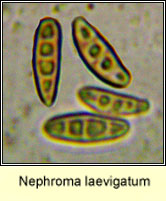 Nephroma laevigatum