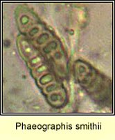 Phaeographis smithii, spores