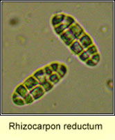 Rhizocarpon reductum, ascospores