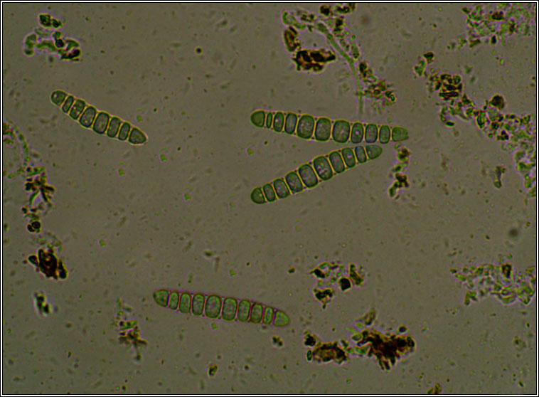 Graphis elegans, microscope photo