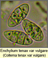 Collema tenax var vulgare, spores