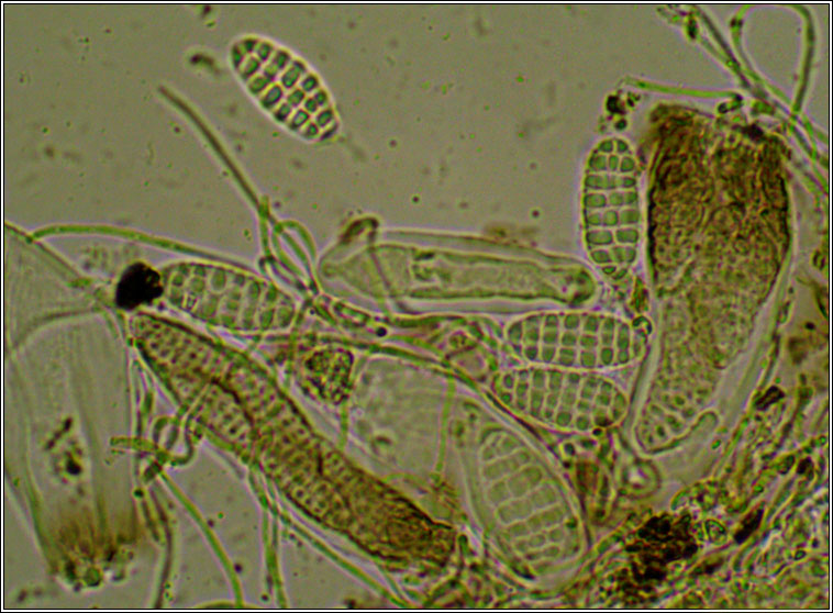 Graphina anguina, ascus and spores
