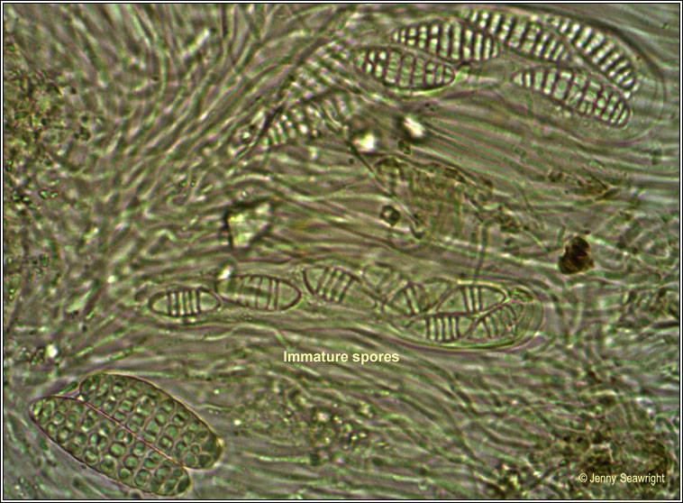 Graphina anguina, muriform spores