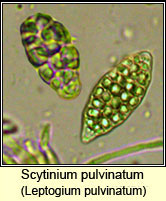 Leptogium pulvinatum, spore