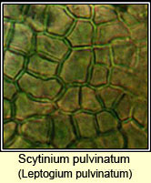 Leptogium pulvinatum, microscope image