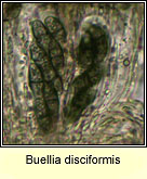 Buellia disciformis, asci and spores