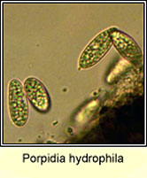 Porpidia hydrophila, ascospores