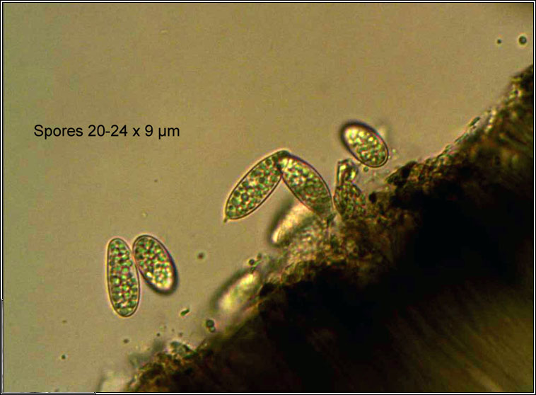 Porpidia hydrophila, ascospores