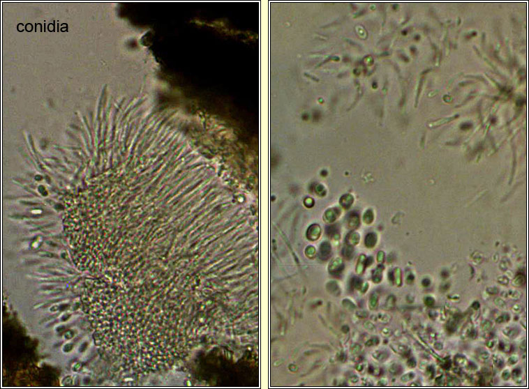 Anisomeridium polypori