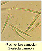 Pachyphiale carneola
