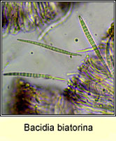 Bacidia biatorina