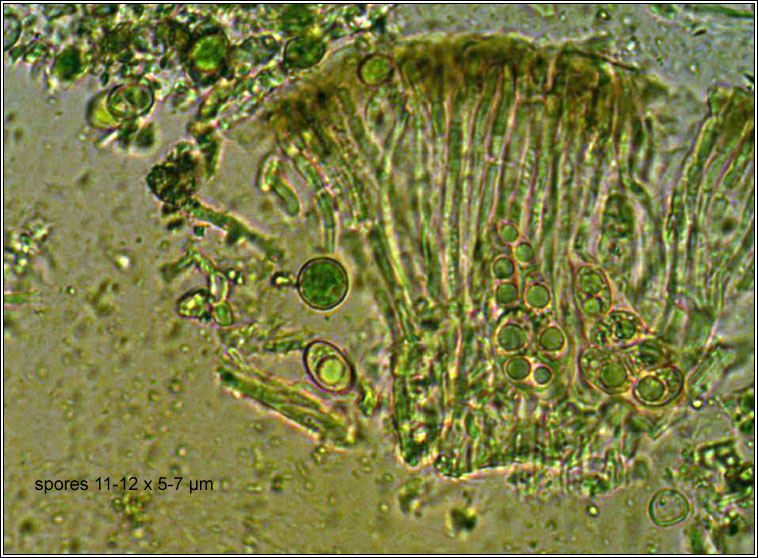 Lecanora poliophaea