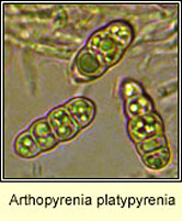 Arthopyrenia platypyrenia, ascospores