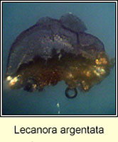 Lecanora argentata