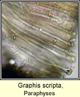 Graphis scripta, paraphyses