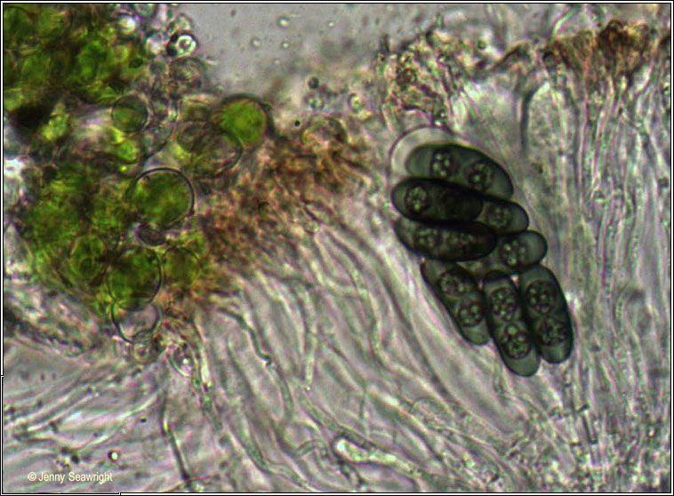 Physcia aipolia, spores