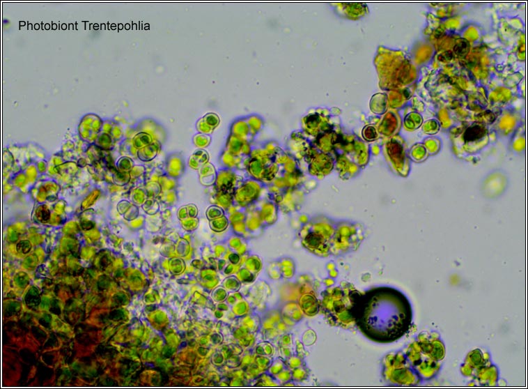 Zwackhia sorediifera, Opegrapha sorediifera