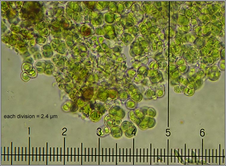 Zwackhia sorediifera, Opegrapha sorediifera