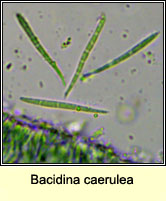 Bacidina caerulea