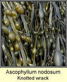 Ascophyllum nodosum, Knotted wrack