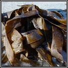 Laminaria sp, Kelp