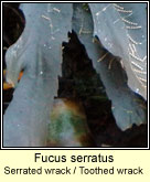 Fucus serratus, Serrated wrack / Toothed wrack