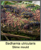 Badhamia utricularis, Slime mould