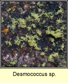 Desmococcus