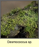Desmococcus