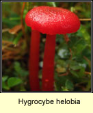 Hygrocybe helobia