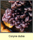 Coryne dubia