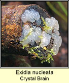 Exidia nucleata, Crystal brain