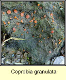 Coprobia granulata