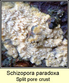 Schizopora paradoxa