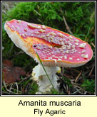 Amanita muscaria, Fly Agaric