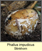 Phallus impudicus, Stinkhorn