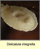 Delicatula integrella
