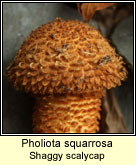 Pholiota squarrosa, Shaggy scalycap